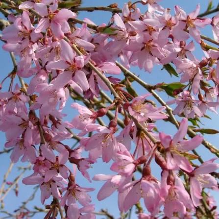 Prunus × 'Pisnshzam' (Pink Snow Showers® Flowering Cherry)