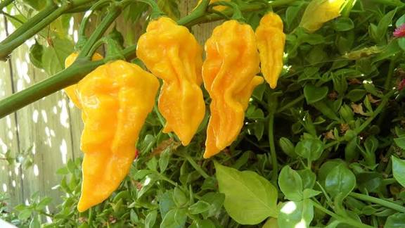 Capsicum Chinense (Devil's Tongue Chilli)