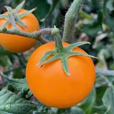 Solanum Lycopersicum (Orange Cherry Tomato)