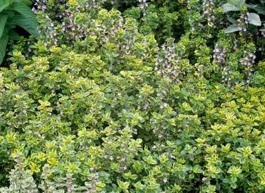 Thymus × citriodorus 'Doone Valley' (Doone Valley Thyme)