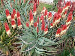 Aloe Hybrid ‘LEO 4538’ (Capricorn™ Aloe)