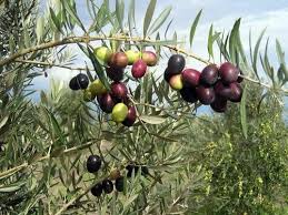 Olea europaea 'Picual' (Picual Olive)