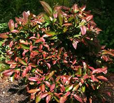 Tristaniopsis laurina 'Dwarf Burgundy Blush' (Dwarf Burgundy Blush Water Gum)