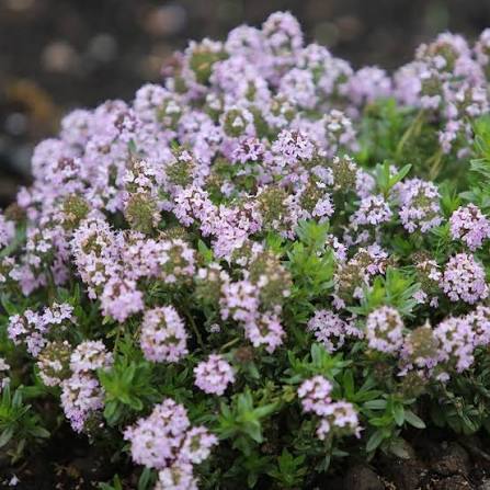 Thymus vulgaris 'Jekka' (Jekka Thyme)