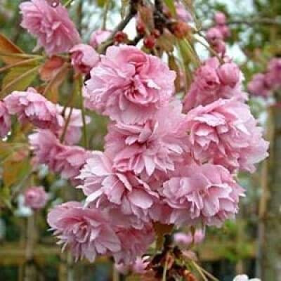Prunus serrulata 'Cheal's Double Pink' Standard (Cheal's Double Pink Weeping Cherry Standard)