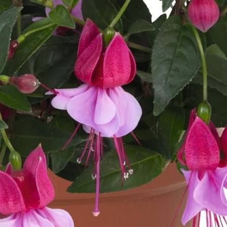 Fuchsia hybrid ‘Ballerina® Assemblé’ (Assemblé Fuchsia)