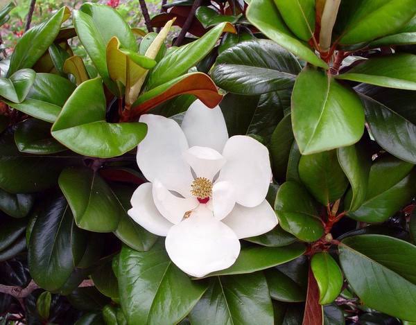 Magnolia grandiflora ‘Teddy Bear’ (Teddy Bear Magnolia Espalier)