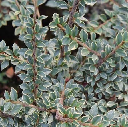 Cotoneaster horizontalis ‘Variegatus’ (Variegated Cotoneaster)