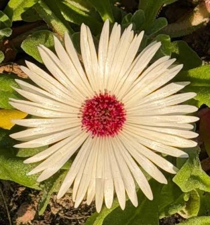 Mesembryanthemum Spp. (White Livingstone Daisy)