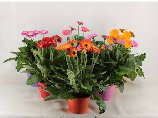 Gerbera Garvinea® (Mixed Garvinea Gerbera)