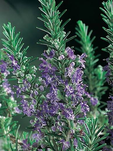 Salvia rosmarinus 'Lockwood' (Lockwood Rosemary)