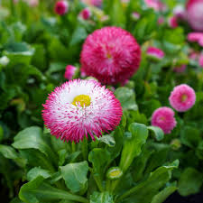 Bellis perennis 'Bellissima Rose' (Bellissima Rose English Daisy)