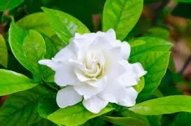 Gardenia Augusta 'True Love®' (True Love® Gardenia)