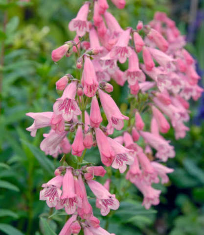 Penstemon 'Hidcote Pink' (Hidcote Pink Penstemon)