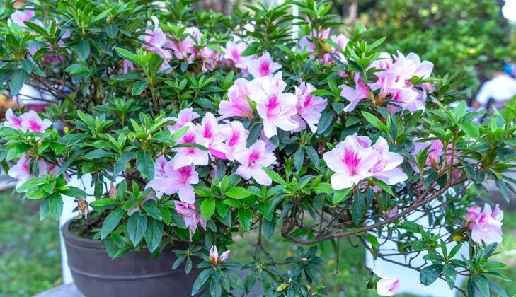 Azalea Indica 'Alphonse Anderson' (Alphonse Anderson Azalea)