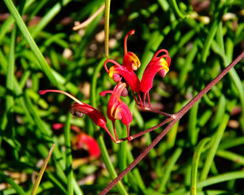 Grevillea nudiflora ‘Mallee Sensation’ (Mallee Sensation Grevillea)