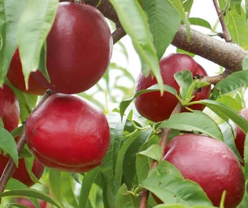Prunus Persica var. Nucipersica 'Fantasia' (Dwarf Fantasia Nectarine)