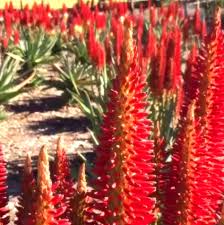 Aloe Hybrid ‘LEO 4538’ (Capricorn™ Aloe)