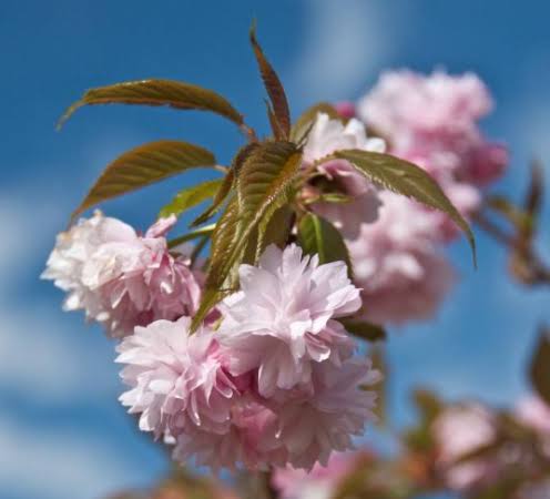 Prunus serrulata 'Cheal's Double Pink' Standard (Cheal's Double Pink Weeping Cherry Standard)