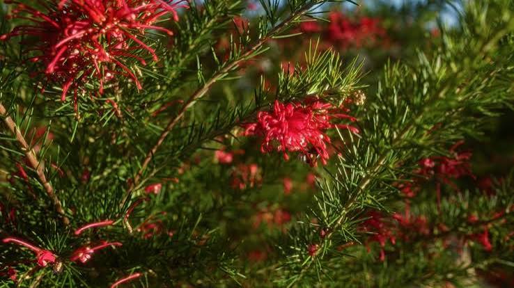 Grevillea nudiflora ‘Mallee Sensation’ (Mallee Sensation Grevillea)