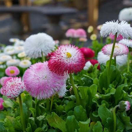 Bellis perennis 'Bellissima Rose' (Bellissima Rose English Daisy)