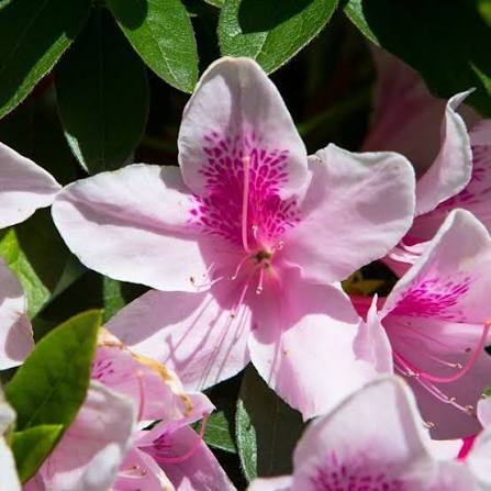Azalea Indica 'Alphonse Anderson' (Alphonse Anderson Azalea)