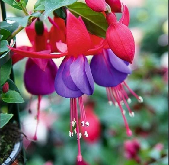Fuchsia ‘Leonita Red-Blue’ (Leonita Red and Blue Fuchsia)