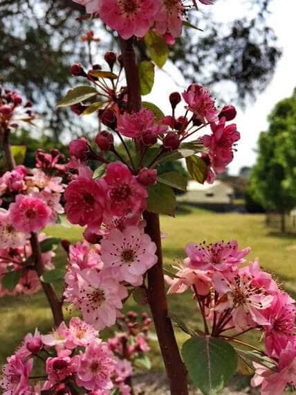 Malus yunnanensis 'Wychwood Ruby' (Wychwood Ruby Crab Apple)