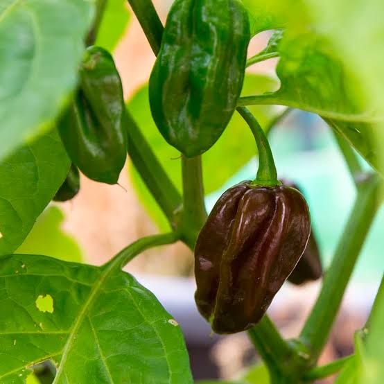 Capsicum Chinense (Brown Habanero Chilli)