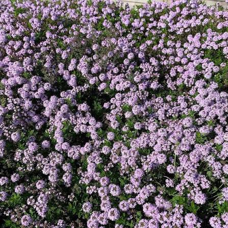 Thymus vulgaris 'Jekka' (Jekka Thyme)