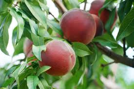 Prunus Persica 'Red Noonan' (Dwarf Red Noonan Peach)