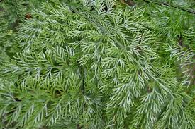 Asplenium Bulbiferum (Hen and Chicken Fern)