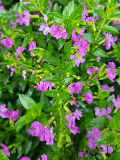 Cuphea hyssopifolia ‘Mauve’ (Mauve False Heather)