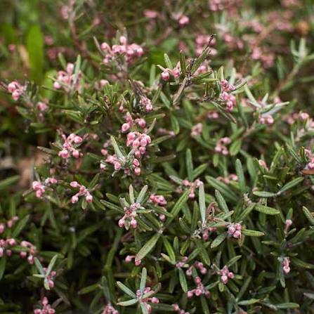 Salvia rosmarinus 'Pink' (Pink Rosemary)
