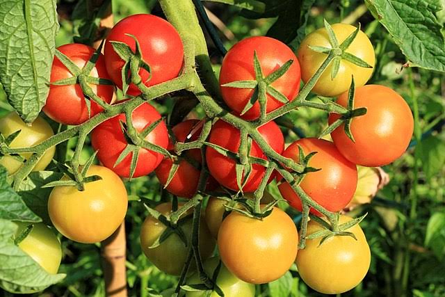 Solanum Lycopersicum 'Patio' (Patio Tomato)