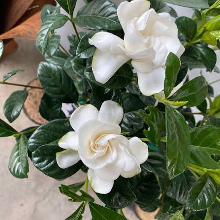 Gardenia Augusta 'True Love®' (True Love® Gardenia)