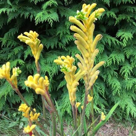 Anigozanthos 'Bonanza' (Bonanza Kangaroo Paw)