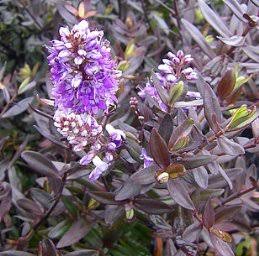 Hebe ‘Turkish Delight’ (Purple Hebe)