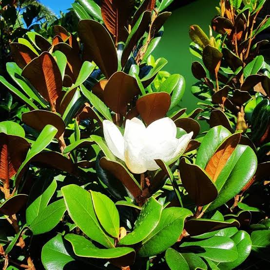 Magnolia grandiflora ‘Teddy Bear’ (Teddy Bear Magnolia Espalier)