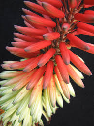 Aloe Hybrid ‘LEO 4538’ (Capricorn™ Aloe)