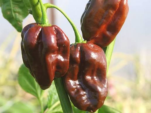 Capsicum Chinense (Brown Habanero Chilli)