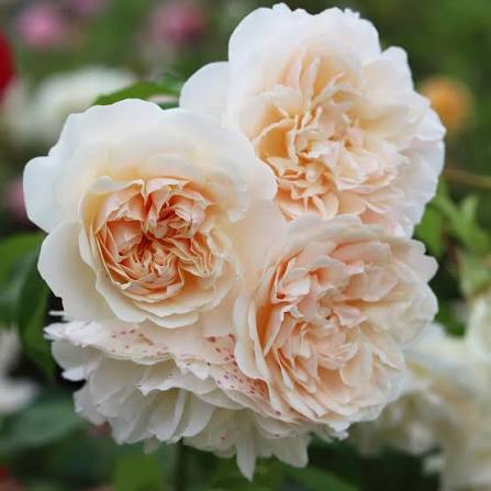 Rosa 'Lichfield Angel' (Lichfield Angel English Rose)