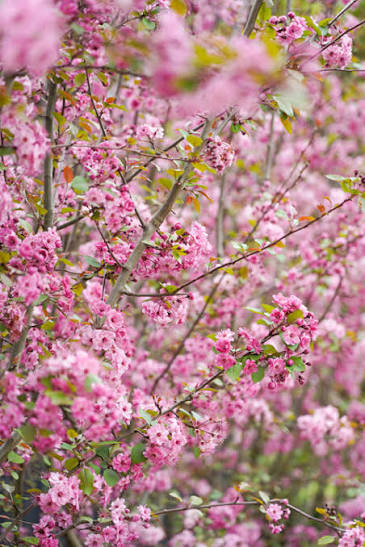 Malus yunnanensis 'Wychwood Ruby' (Wychwood Ruby Crab Apple)