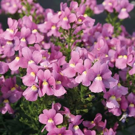 Nemesia Spp. (Pink Nemesia)