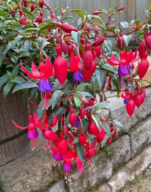 Fuchsia ‘Leonita Red-Blue’ (Leonita Red and Blue Fuchsia)