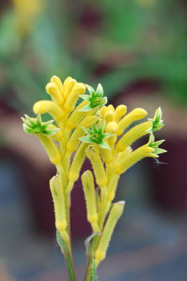 Anigozanthos 'Bonanza' (Bonanza Kangaroo Paw)