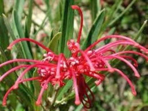 Grevillea oleoides (Red Spider Grevillea)