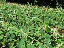 Einadia Trigonos (Coast Saltbush)