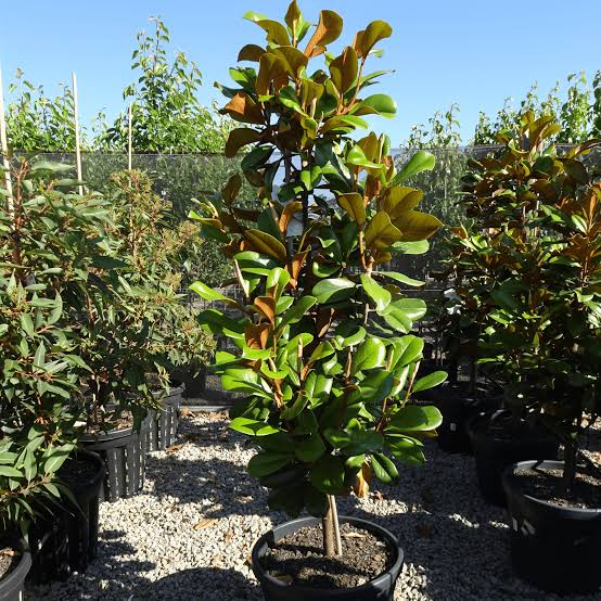 Magnolia grandiflora ‘Teddy Bear’ (Teddy Bear Magnolia Espalier)