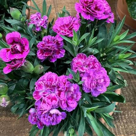 Dianthus caryophyllus 'Sunflor Sinclair' (Sunflor Sinclair Carnation)
